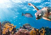 Know about the importance of caring the ocean