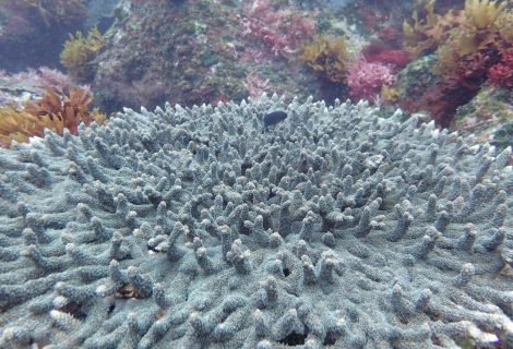 Effects of ocean acidification on ocean life